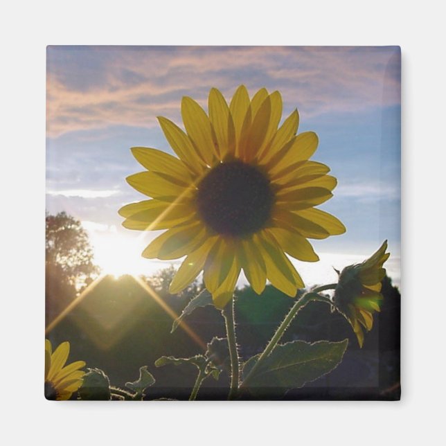 Sunflower Sunset Magnet (Front)