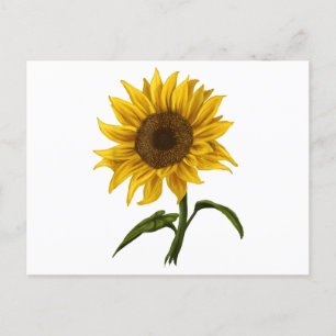 Sunflower Sunshine Floral Watercolor Flower Postcard