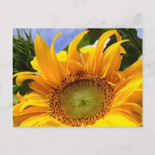 SUNFLOWER SUNSHINE  ~ Postacrd Postcard