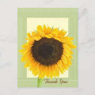 Sunflower Thank You Stripe Border Postcard