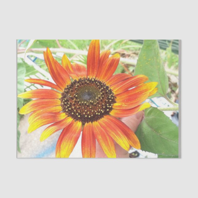 sunflower tissue paper (Front)