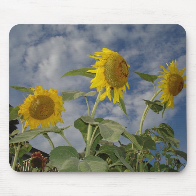 Sunflower Trio Mouse Pad (Front)