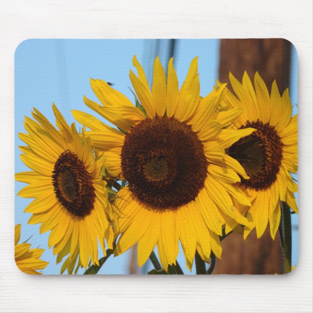 Sunflower Trio Mousepad (Front)
