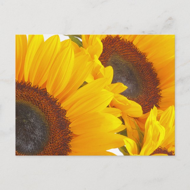 Sunflower Triplettes Postcard (Front)