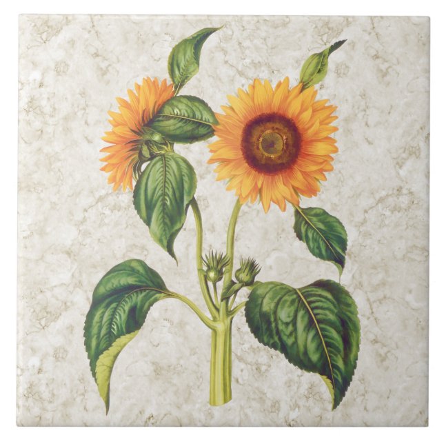 Sunflower Vintage Botanical Ceramic Tile (Front)