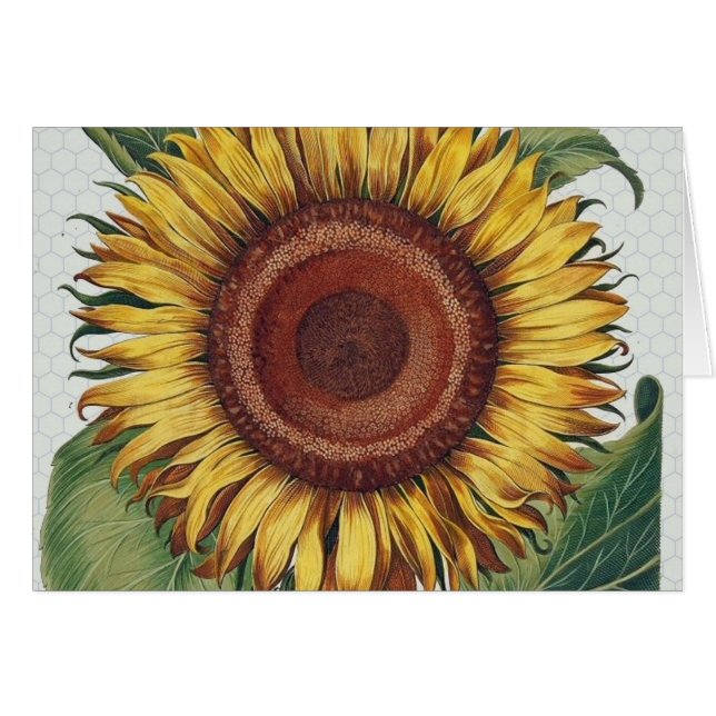 Sunflower Vintage Damask Flower Art (Front Horizontal)