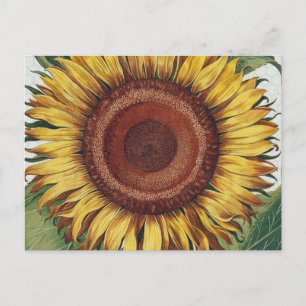 Sunflower Vintage Damask Flower Art Postcard