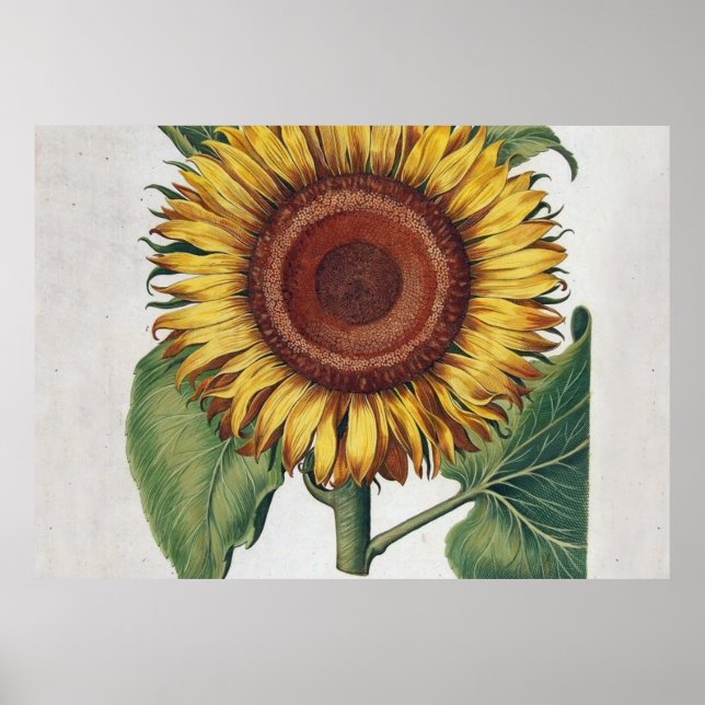 Sunflower Vintage Damask Flower Art Poster (Front)