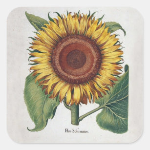Sunflower Vintage Damask Flower Pattern Art Square Sticker