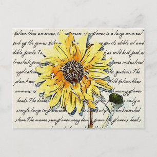 Sunflower vintage watercolor painting postcard