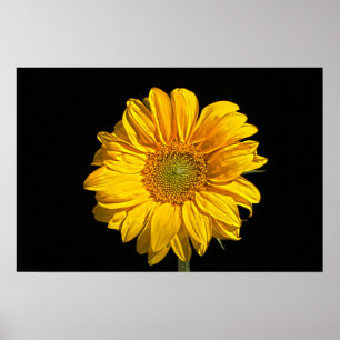 Sunflower wapcna poster