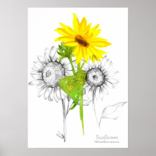 Sunflower Watercolor Pencil Botanical Drawing Poster