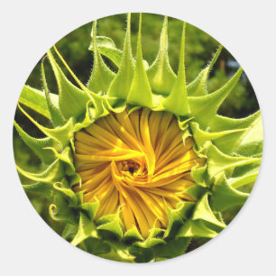 Sunflower Whirl Classic Round Sticker
