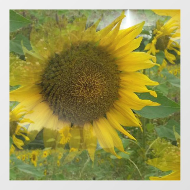 Sunflower window clings (Sheet)