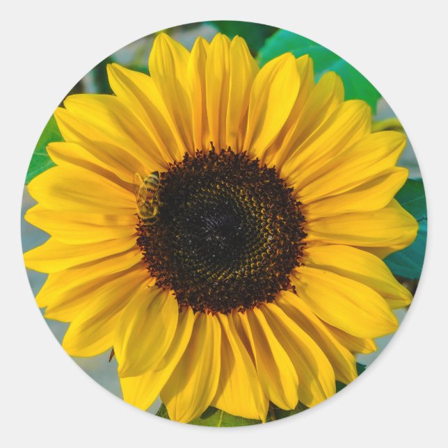 Sunflower with Bee Classic Round Sticker (Front)