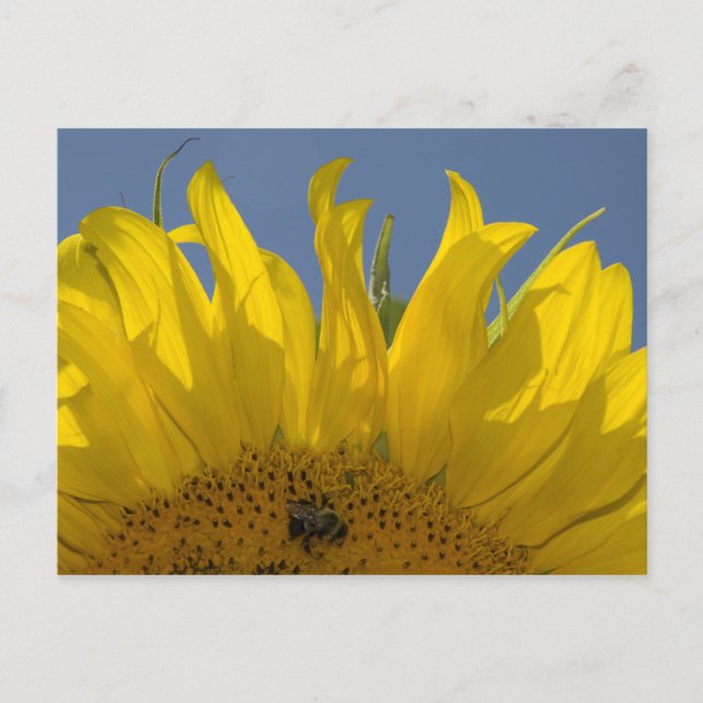 Sunflower with Bee Postcard (Front)