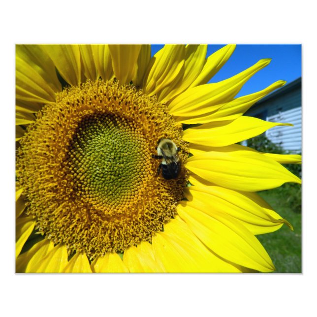 sunflower with bumble bee photo print (Front)