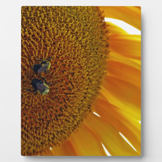 Sunflower with Bumblebees Plaque (Front)
