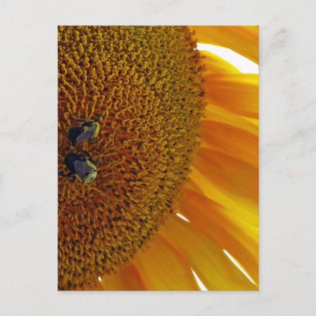 Sunflower with Bumblebees Postcard (Front)