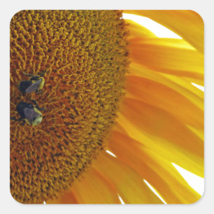 Sunflower with Bumblebees Square Sticker