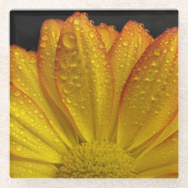 Sunflower with Dew Drops Glass Coaster (Front)