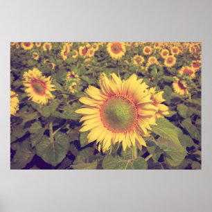 Sunflower with filter effect retro vintage styleag poster