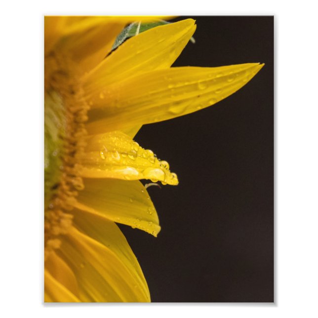 Sunflower With Raindrops Photo Print (Front)