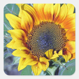 Sunflower with water droplets square sticker