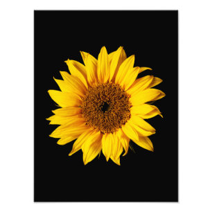 Sunflower Yellow on Black - Customised Sun Flowers Photo Print