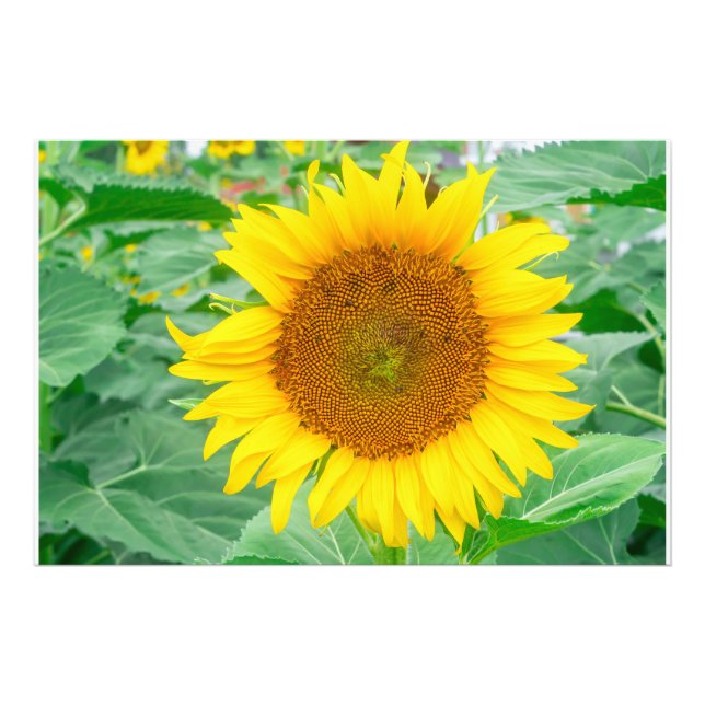 Sunflower yellow orange colour macro close up back photo print (Front)