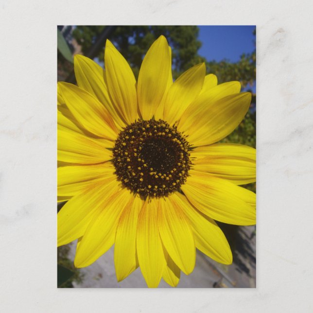 sunflower yellow postcard (Front)