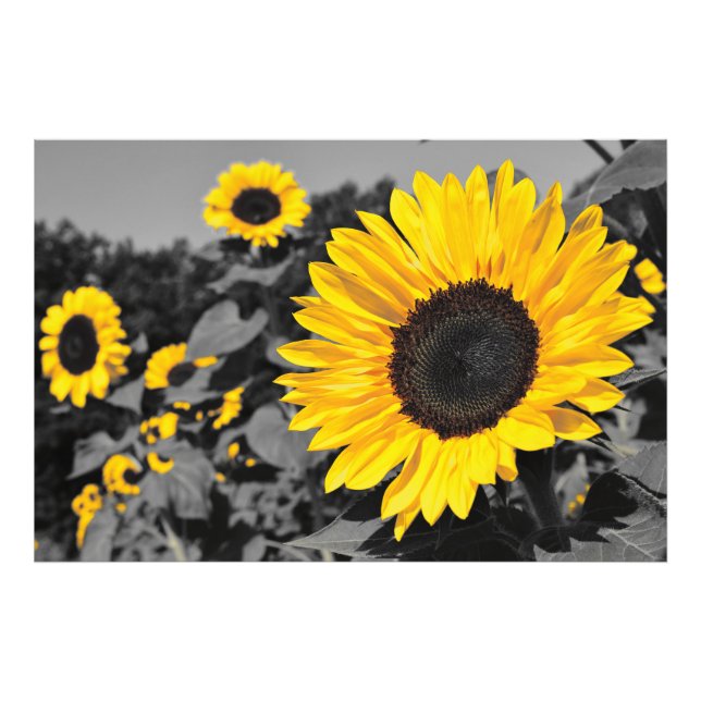 Sunflower: Yellow Splash Of Colour Photo Print (Front)