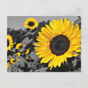 Sunflower: Yellow Splash Of Colour Postcard