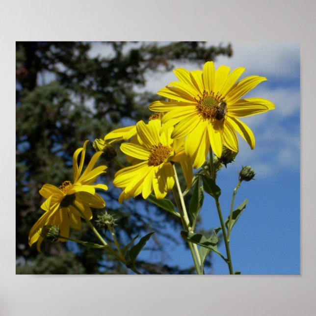 sunflowernbumblebee poster (Front)