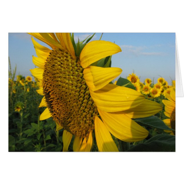 Sunflowers (Front Horizontal)
