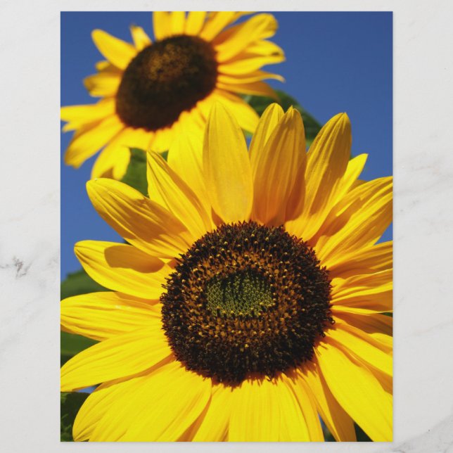 Sunflowers (Front)