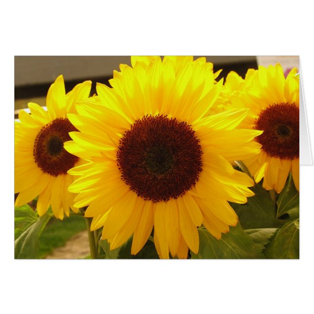 Sunflowers (Front Horizontal)