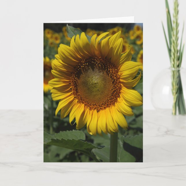 Sunflowers 09 card (Front)