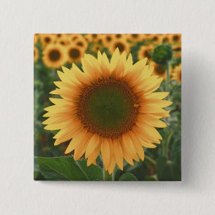 Sunflowers 15 Cm Square Badge