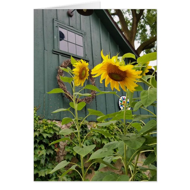 Sunflowers and green barn, envelope included (Front)