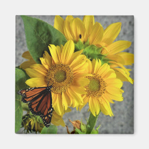 Sunflowers and Monarch Butterfly Fridge Magnet
