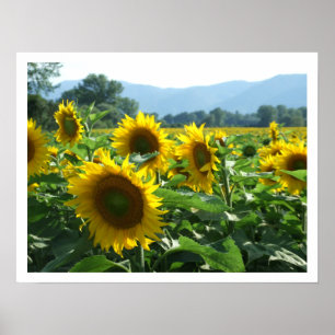Sunflowers and Mountains Poster