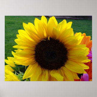 Sunflowers and Sunshine (2) Poster