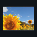 Sunflowers and sunshine postcard<br><div class="desc">Send some sunshine with this postcard! Bright yellow flowers against a blue sky will make someone's day.

 You can also customise this postcard by adding your own text for a personal touch. 

Thank you for viewing my postcard!</div>