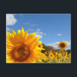 Sunflowers and sunshine postcard<br><div class="desc">Send some sunshine with this postcard! Bright yellow flowers against a blue sky will make someone's day.

 You can also customise this postcard by adding your own text for a personal touch. 

Thank you for viewing my postcard!</div>