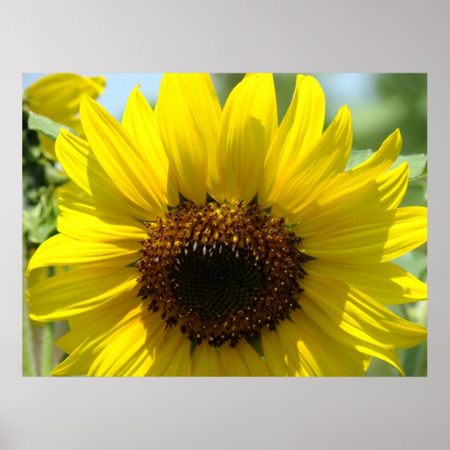 SUNFLOWERS Art Prints Framed Canvas Sun Flowers (Front)