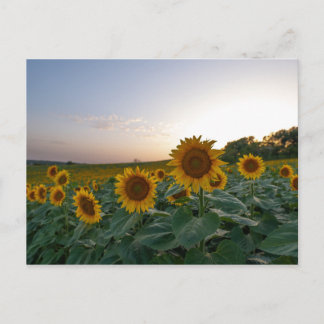 Sunflowers at dusk poster postcard