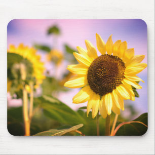 Sunflowers at RHS Wisley Botanical Garden Mouse Pad
