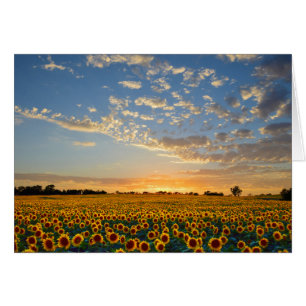 Sunflowers at Sunset