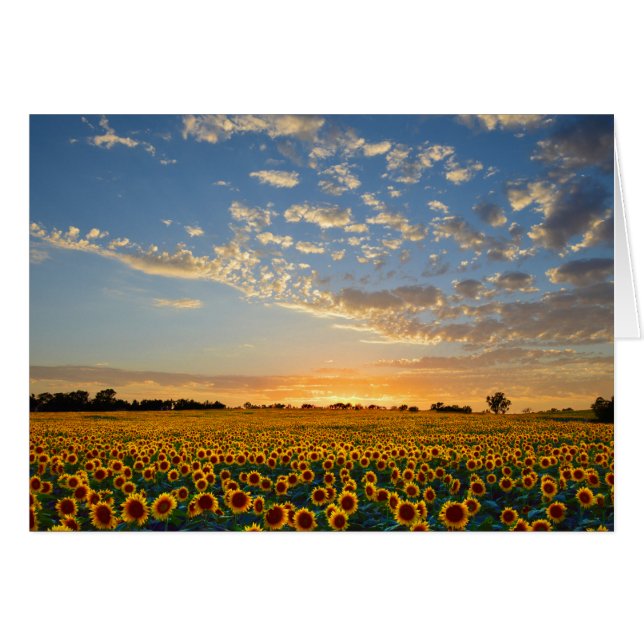 Sunflowers at Sunset (Front Horizontal)